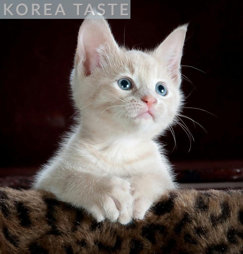 gato