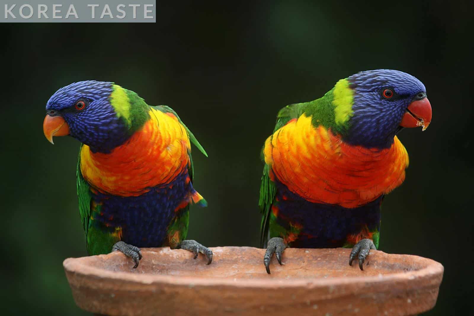 loros