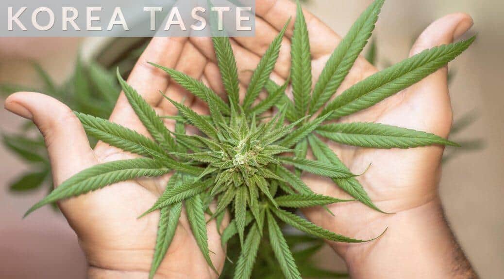 Marihuana macho y hembra: diferencias clave en el cultivo
