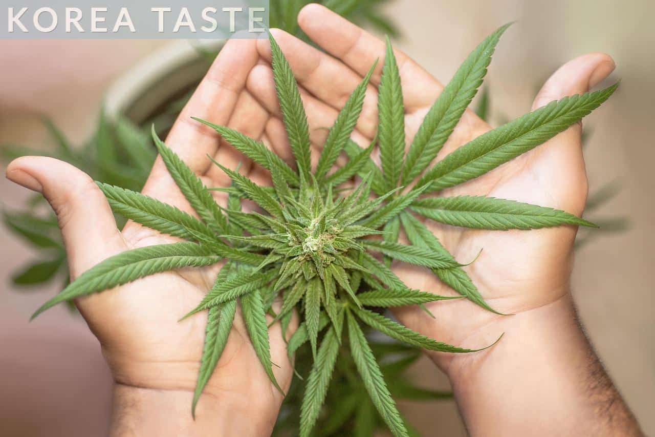 Marihuana macho y hembra: diferencias clave en el cultivo