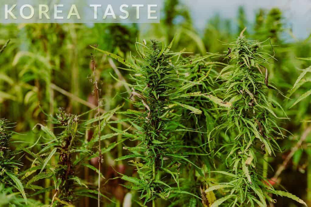 Marihuana macho y hembra: diferencias